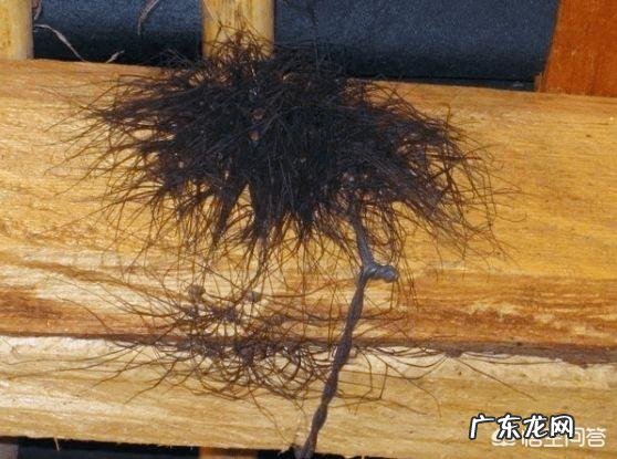 最丑的动物能有多辣眼睛?