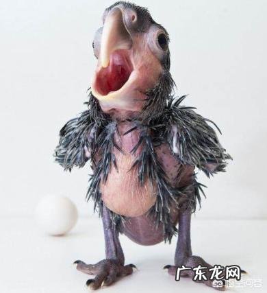 最丑的动物能有多辣眼睛?