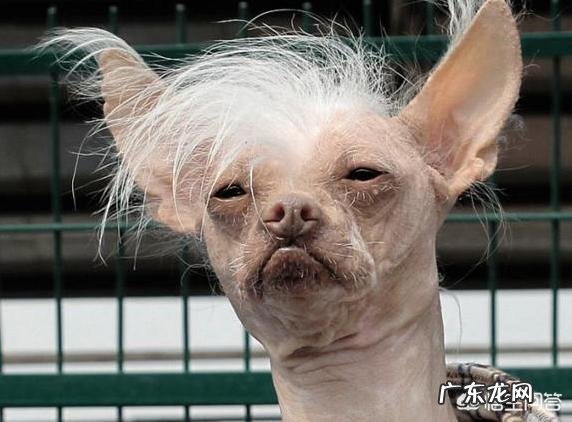 最丑的动物能有多辣眼睛?