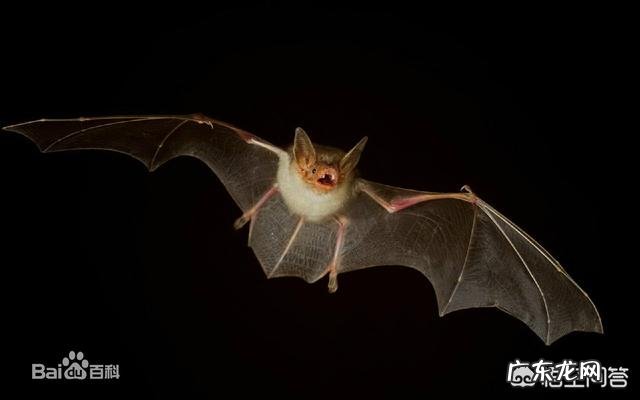 最丑的动物能有多辣眼睛?