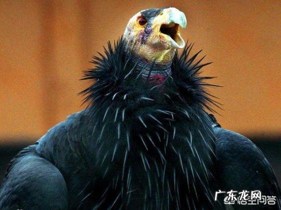 最丑的动物能有多辣眼睛?