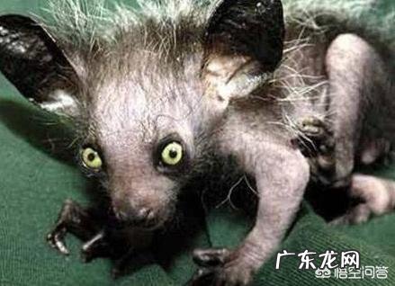 最丑的动物能有多辣眼睛?