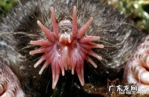 最丑的动物能有多辣眼睛?