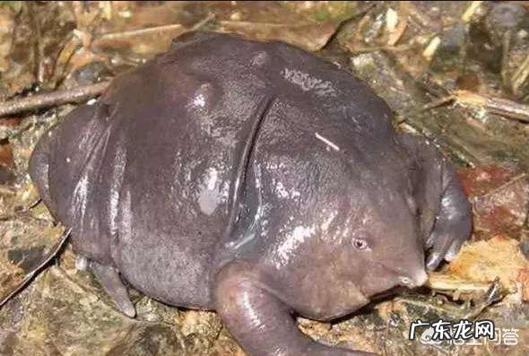 最丑的动物能有多辣眼睛?