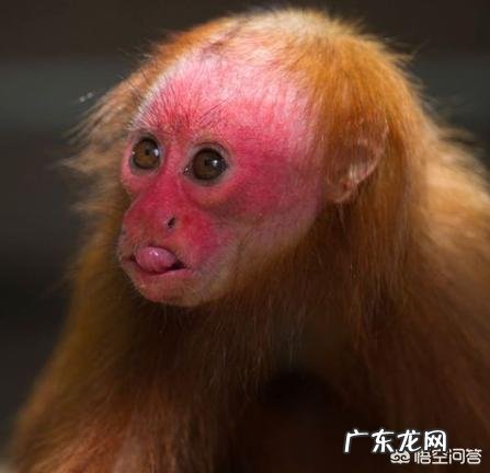 最丑的动物能有多辣眼睛?