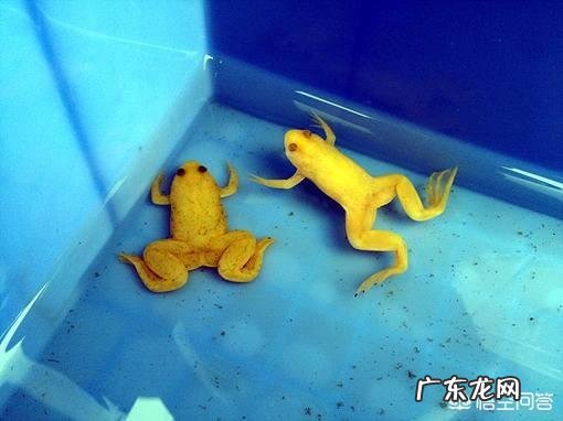 最丑的动物能有多辣眼睛?