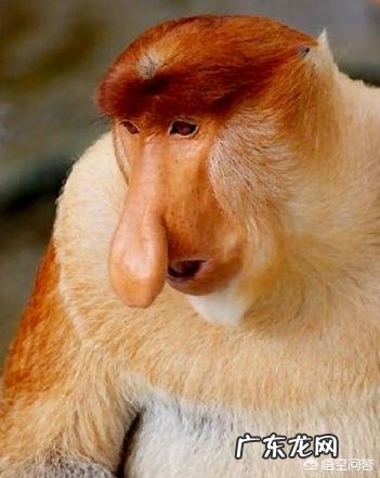 最丑的动物能有多辣眼睛?