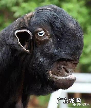 最丑的动物能有多辣眼睛？