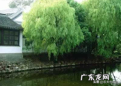 俗语“门前种三树,家兴旺三代”,是哪三种树?门前种什么树好? 房子前面种什么树对风水好