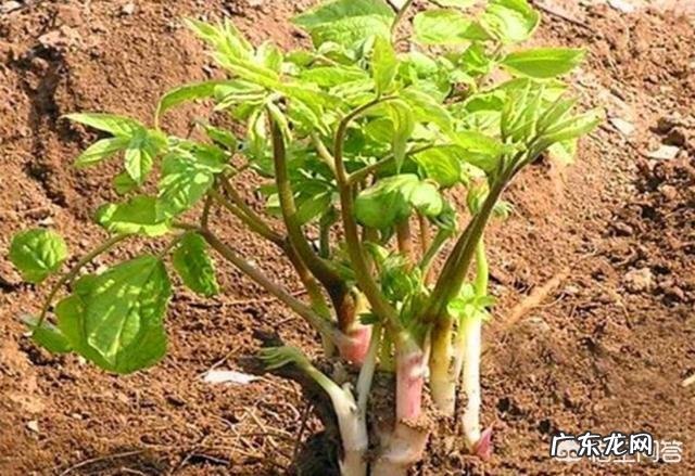 刺嫩芽如何种植？