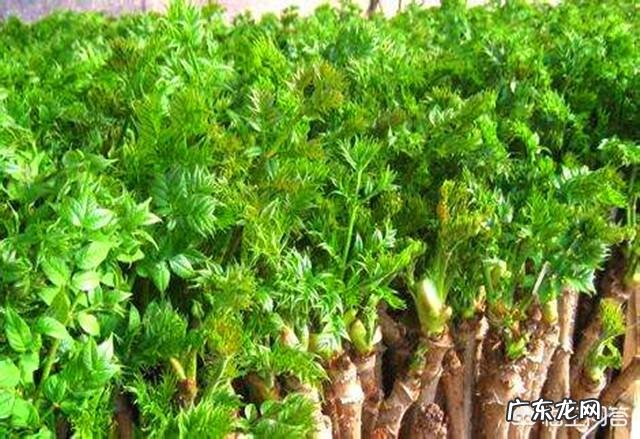 刺嫩芽如何种植？