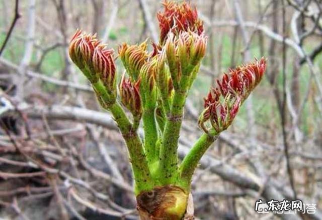 刺嫩芽如何种植？