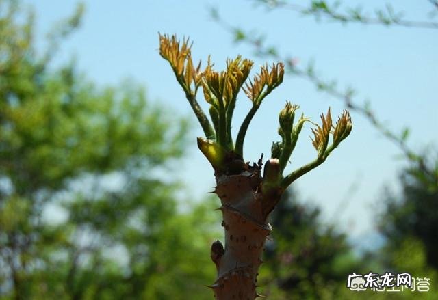 刺嫩芽如何种植？