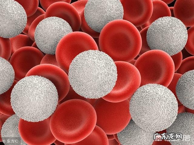 白细胞低的原因是什么？有什么危害？