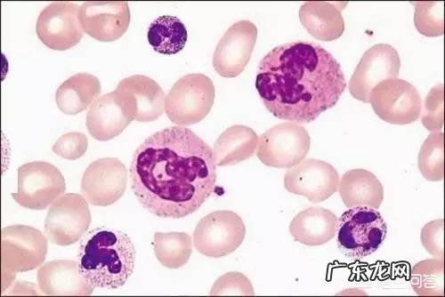 白细胞低的原因是什么？有什么危害？