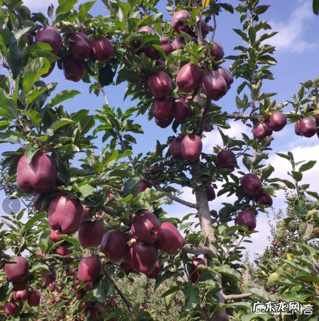 今年农民的苹果价格低、滞销，有些果农对果园管理松懈，明年还有希望吗？