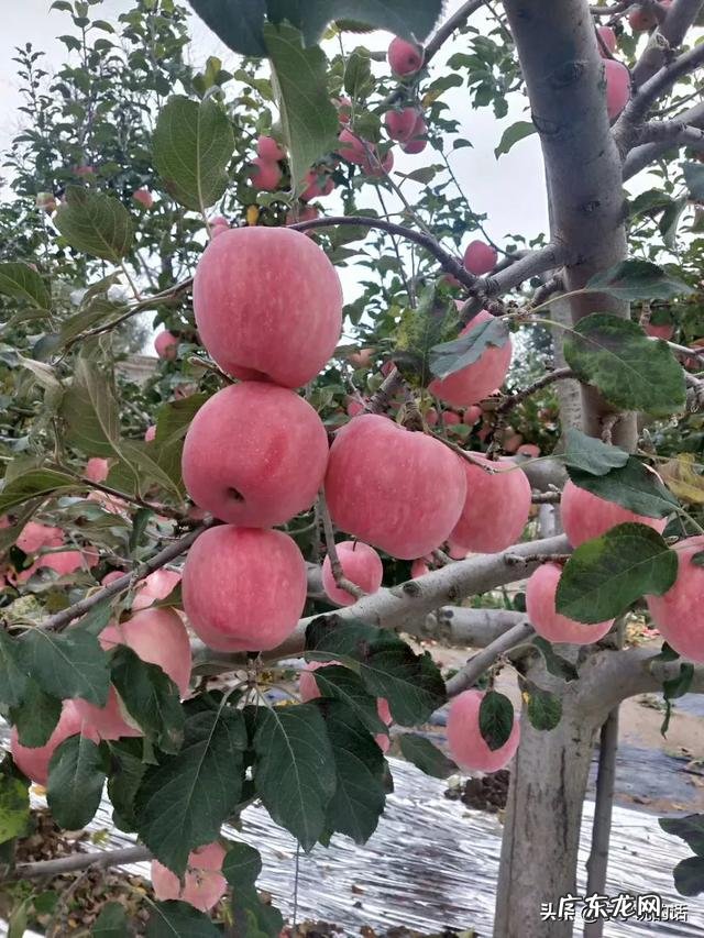 今年农民的苹果价格低、滞销,有些果农对果园管理松懈,明年还有希望吗?