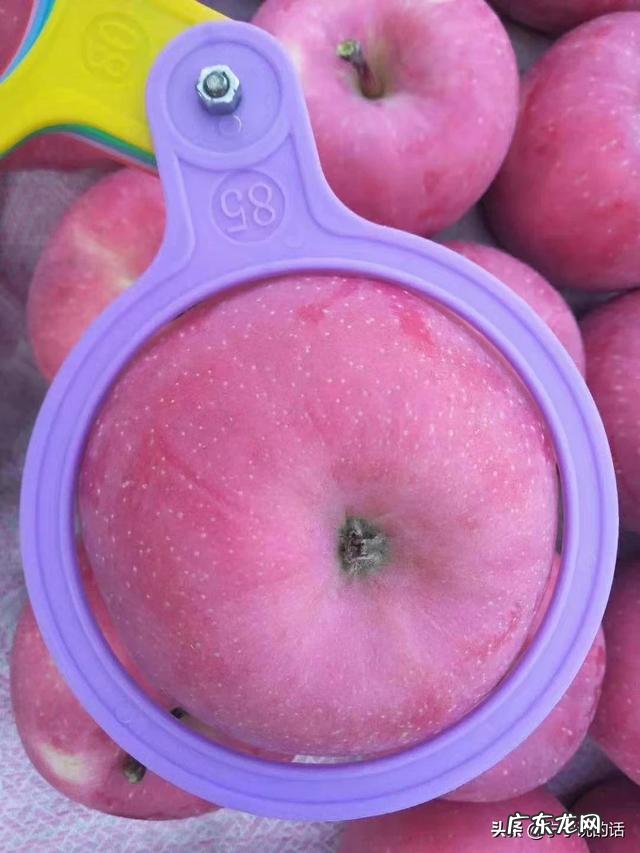 今年农民的苹果价格低、滞销,有些果农对果园管理松懈,明年还有希望吗?