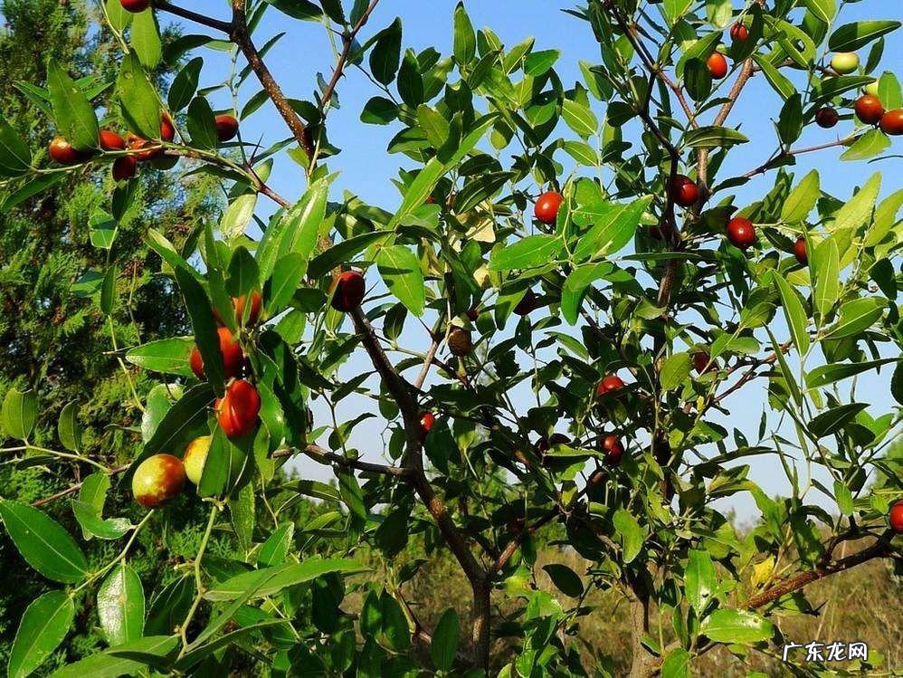 酸枣树叶的功效与作用