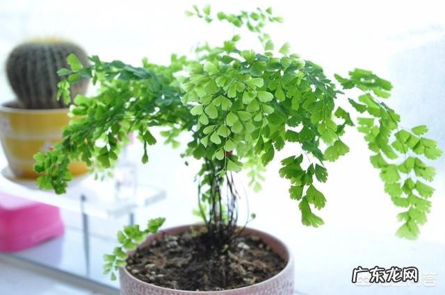 适合放在办公桌上的植物都有哪些?