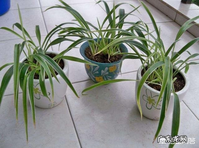 适合放在办公桌上的植物都有哪些?