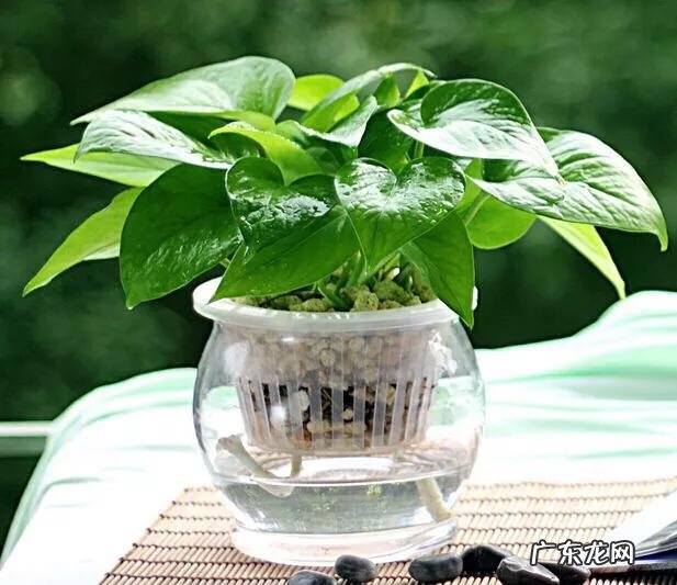 适合放在办公桌上的植物都有哪些?