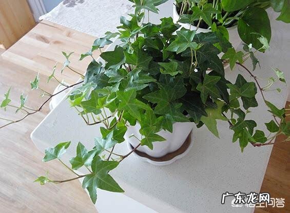 适合放在办公桌上的植物都有哪些?