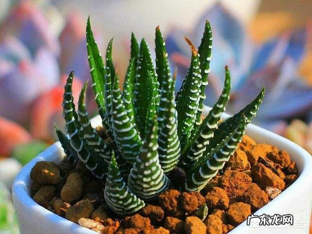 适合放在办公桌上的植物都有哪些?