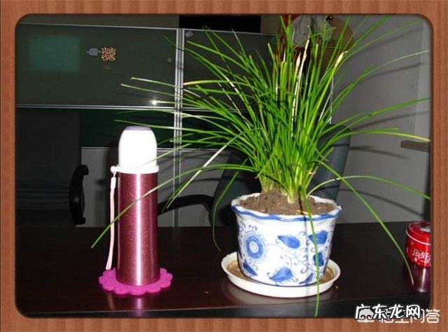 适合放在办公桌上的植物都有哪些?