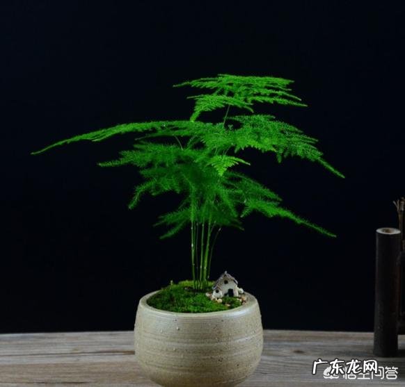 适合放在办公桌上的植物都有哪些?