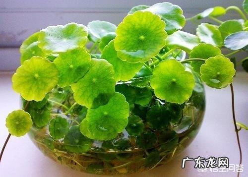 适合放在办公桌上的植物都有哪些?