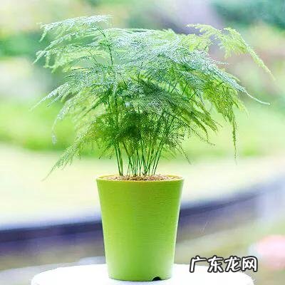 适合放在办公桌上的植物都有哪些?