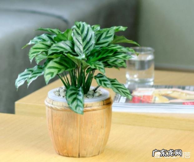 适合放在办公桌上的植物都有哪些?