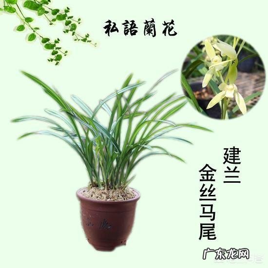 适合放在办公桌上的植物都有哪些？