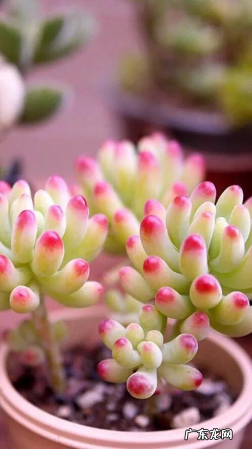 适合放在办公桌上的植物都有哪些?