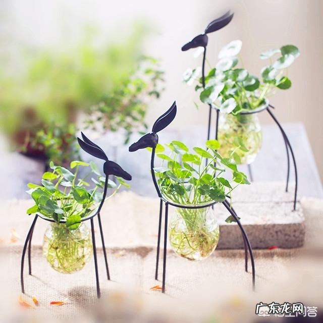 适合放在办公桌上的植物都有哪些?