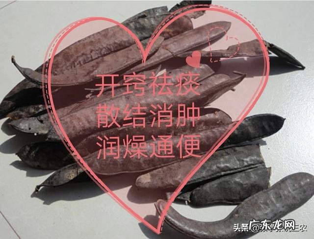 皂角为什么坐果率低?