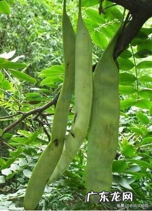 皂角为什么坐果率低?