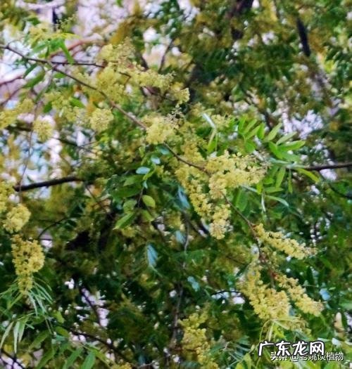 皂角为什么坐果率低?