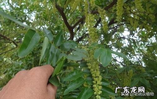 皂角为什么坐果率低?