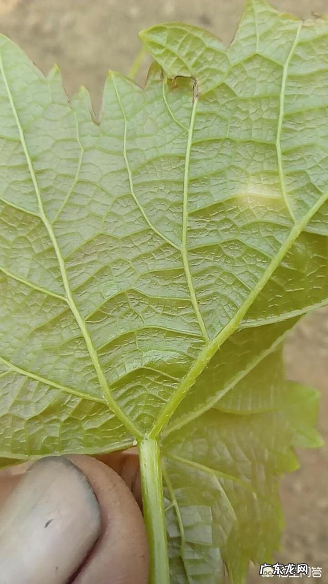 葡萄得了霜霉病打什么药比较管用?