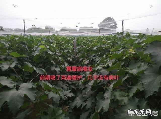 葡萄得了霜霉病打什么药比较管用?