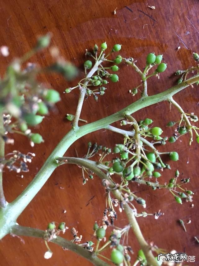 葡萄得了霜霉病打什么药比较管用?