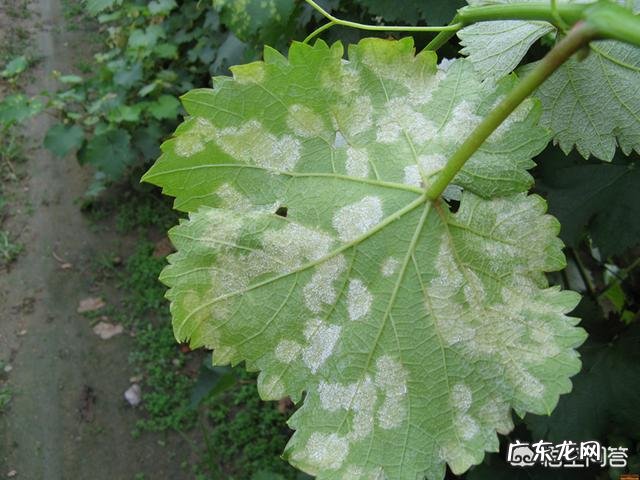 葡萄得了霜霉病打什么药比较管用?