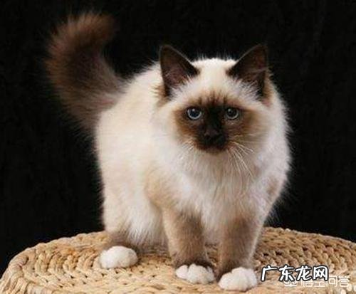 喜马拉雅猫的泪痕重是怎么回事?