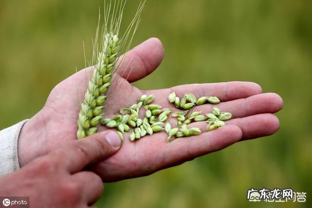 农村俗语"小满天天赶,芒种不容缓"是什么意思?