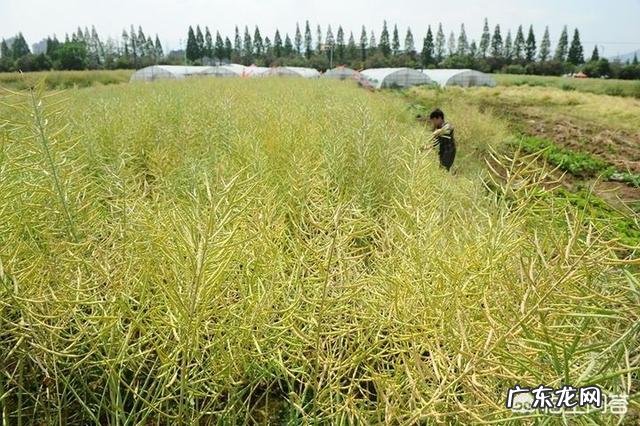 农村俗语"小满天天赶,芒种不容缓"是什么意思?