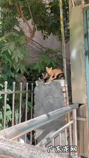 家里有宠物的朋友们，疫情对它们会有什么影响呢？