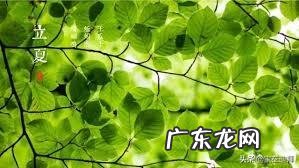 在农村,关于立夏的谚语 ,你知道多少?