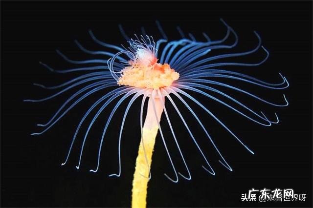 为什么生物体基本上都是对称的?有没有不对称的生物?